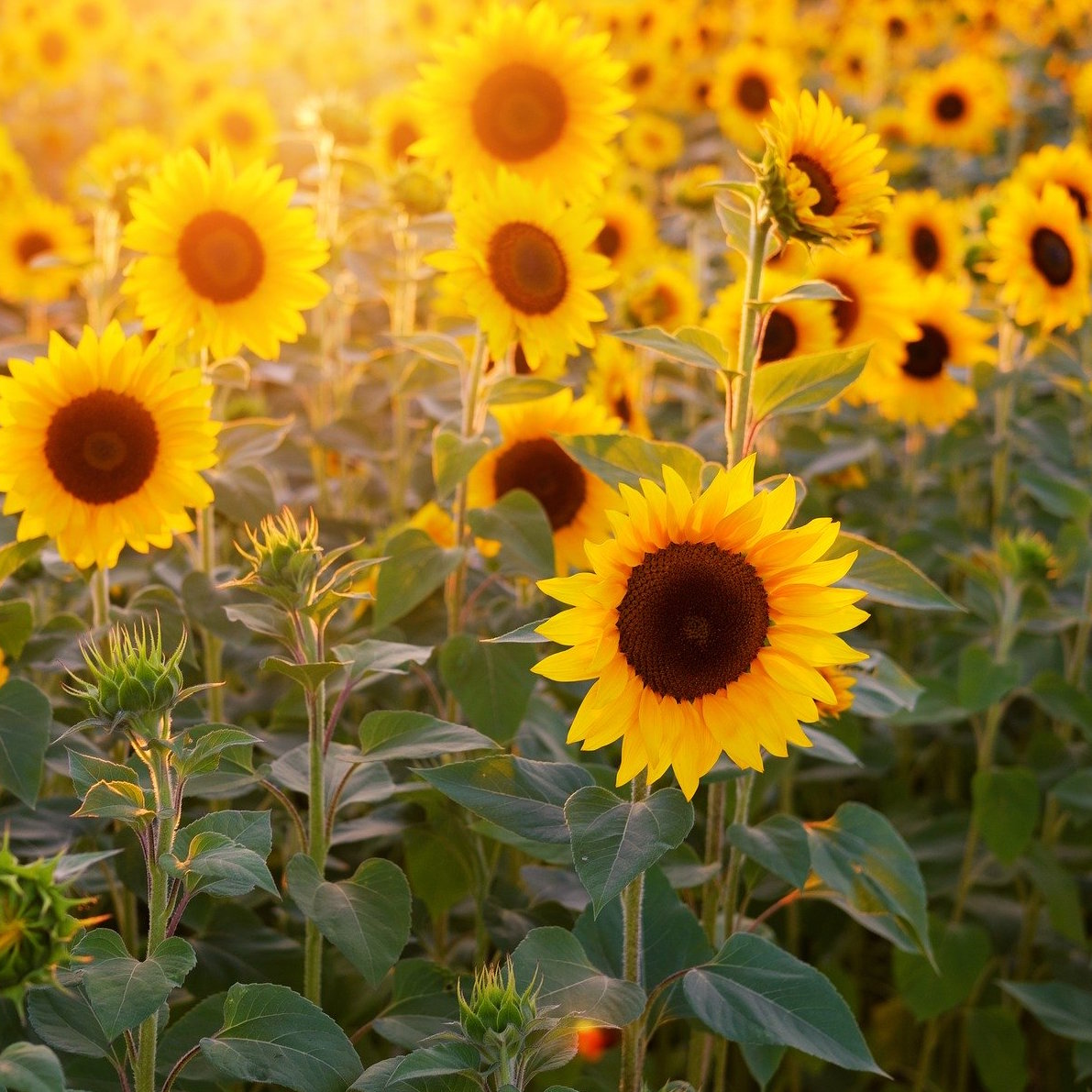 field of sunflowers