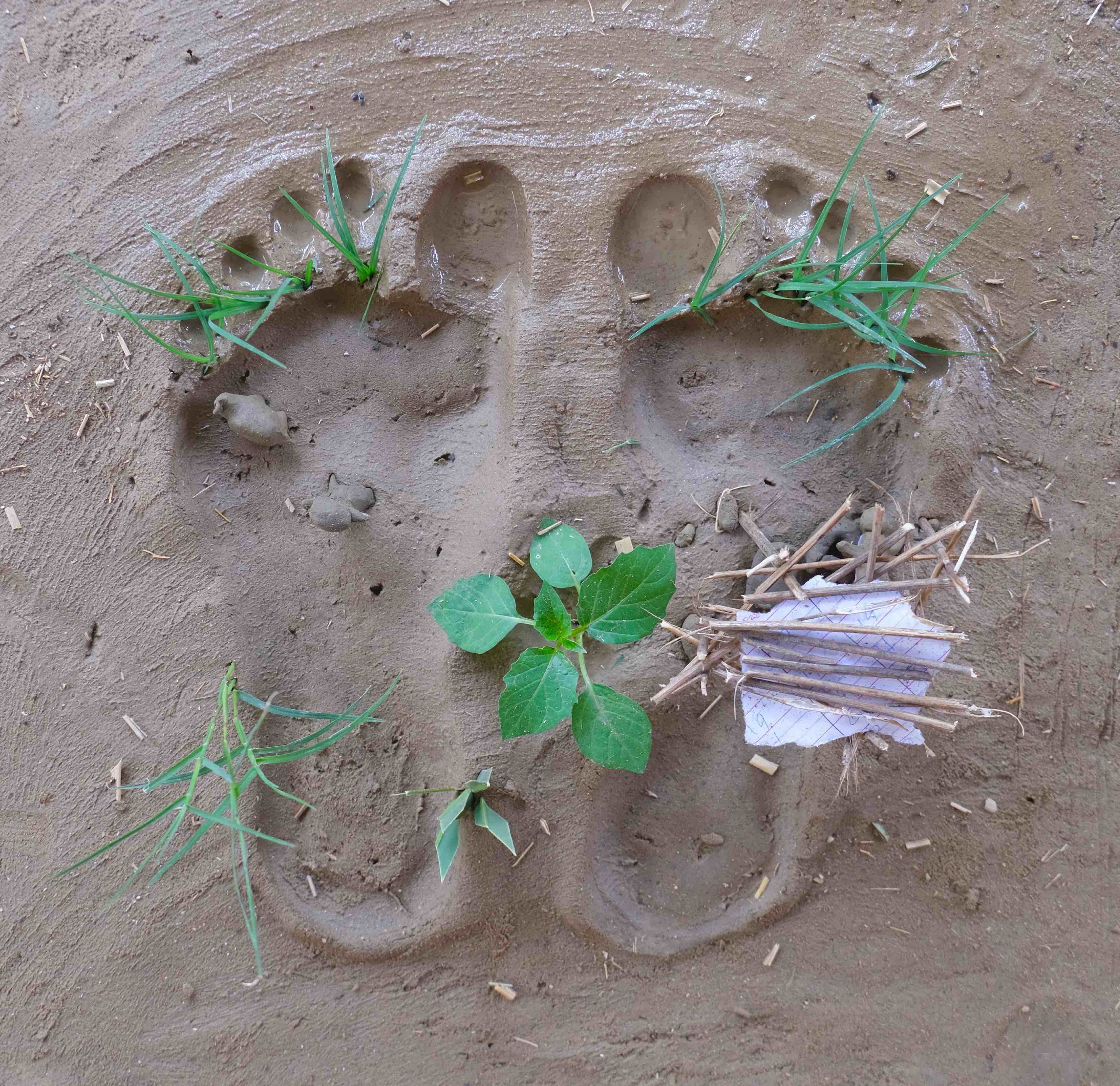 Close-up of two footprints in sand, with grass growing from the print