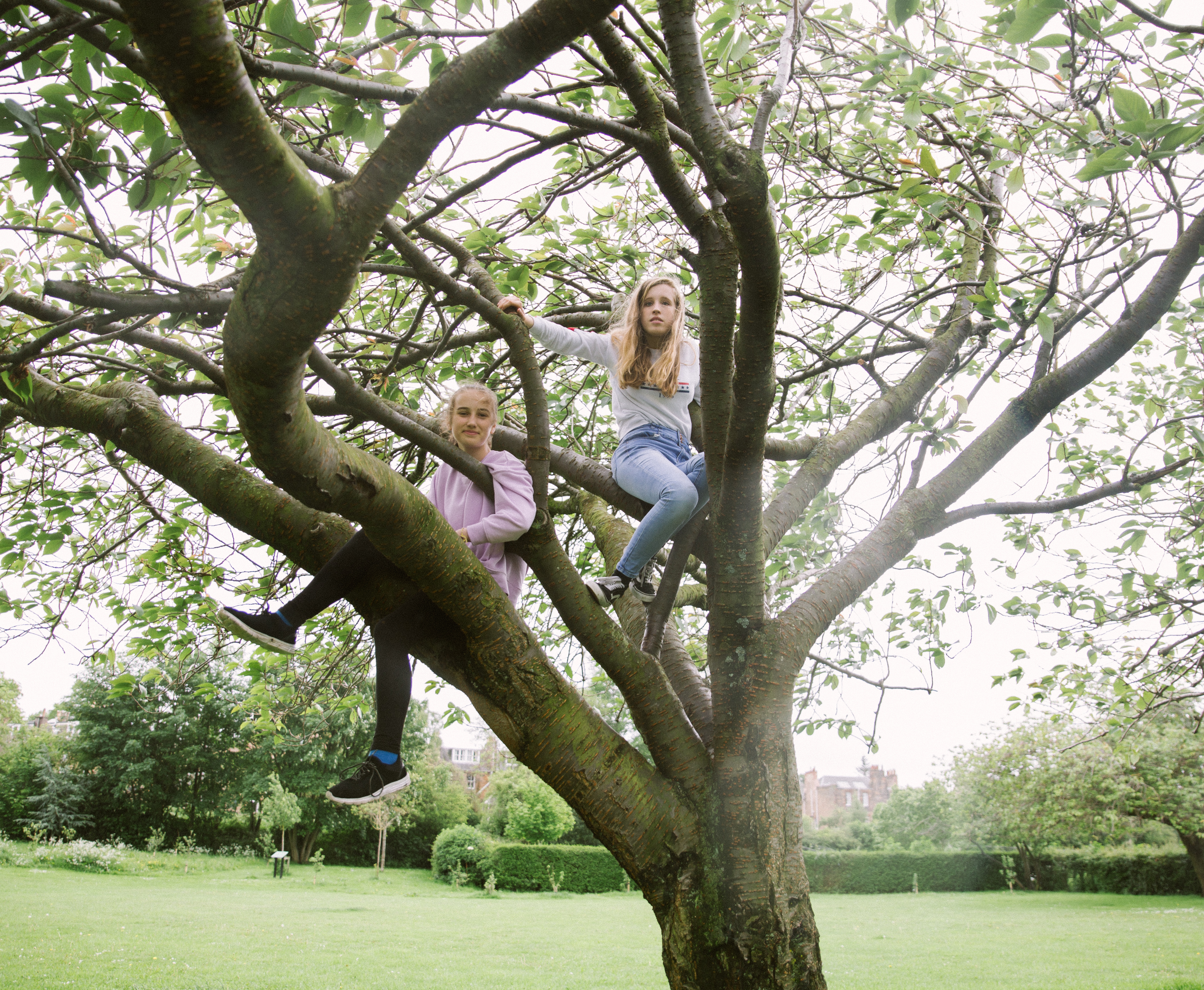 A photo of some young people sitting in a large tree on its branches. The tree has leaves and there is a grassy park in the background.