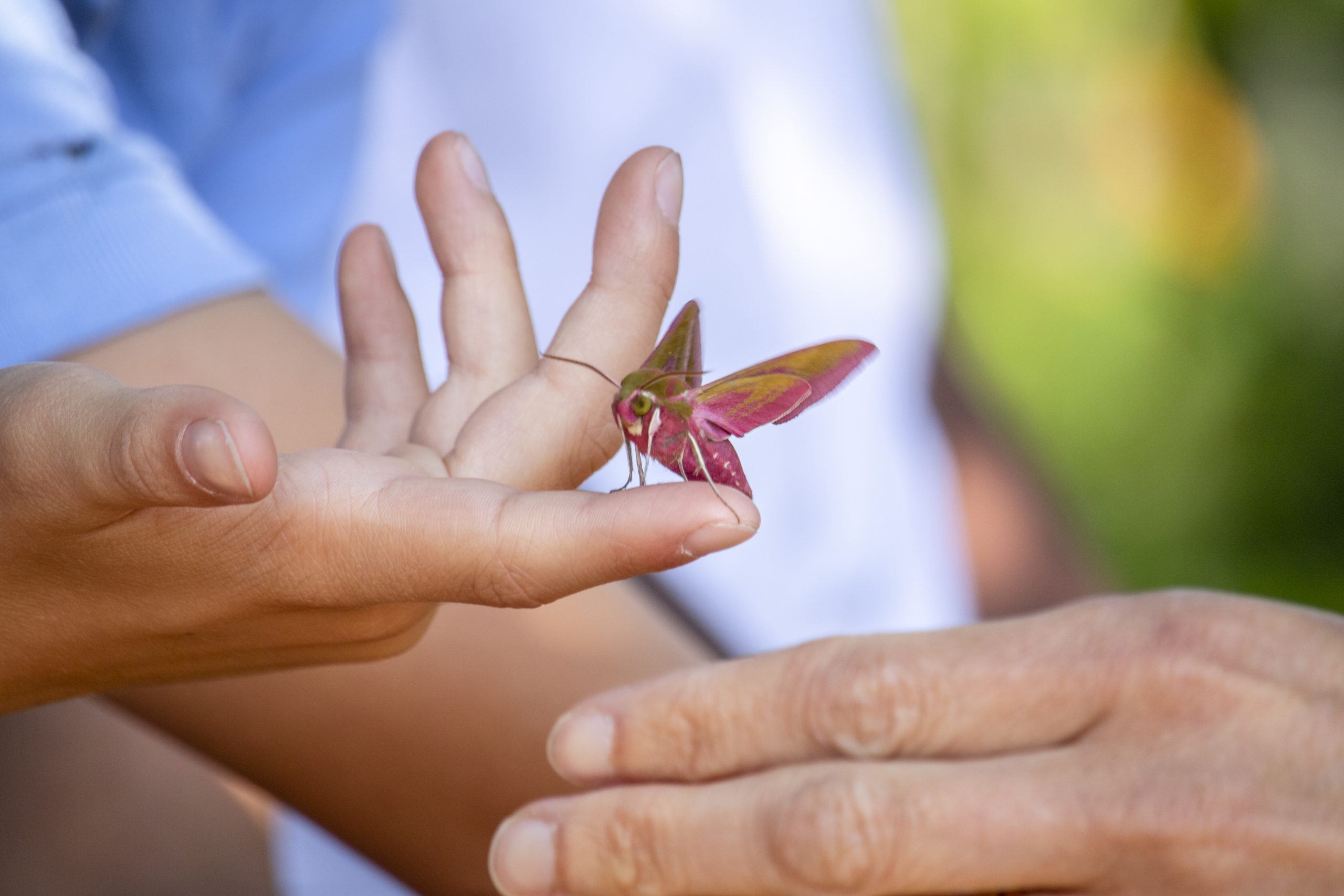 A small pink and yellow moth sits on a child's finger.