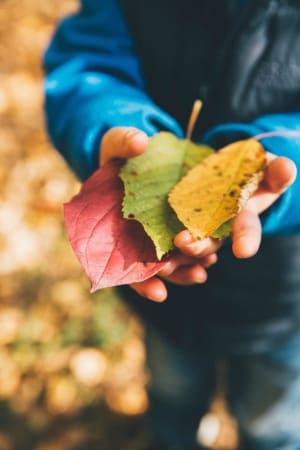 Young child holding autumn leaves of various colours