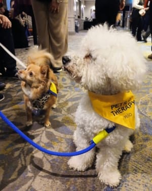 Pets and Therapy dogs Milo and Olive