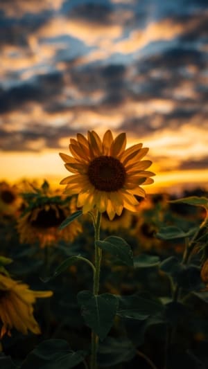 Sunflower in field with sunset illuminating the petals