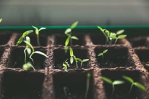 Tiny seedlings in a plant tray